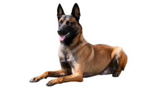 pastor belga malinois 668x400x80xX 1 removebg preview