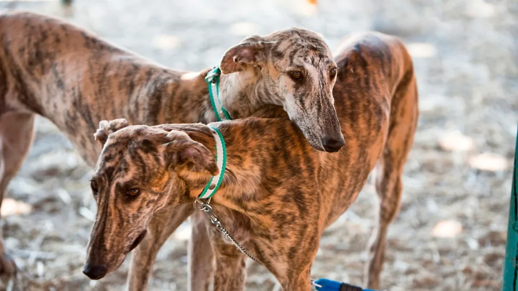 Galgos en Espana