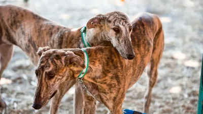 Galgos en Espana jpg