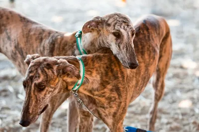 Galgos en Espana jpg