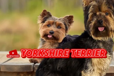 Yorkshire Terrier