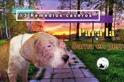 13 Remedios caseros para la sarna en perros