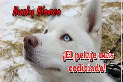 Husky Siberiano Blanco