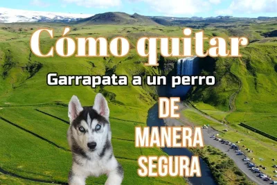 Como quitar una garrapata a un perro de manera segura