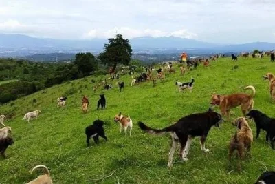 PERROS COSTARICA xoptimizadax 620x349 1