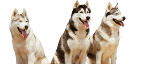 3husky1