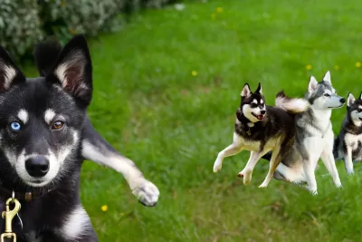 Alaskan Klee Kai 1 jpg