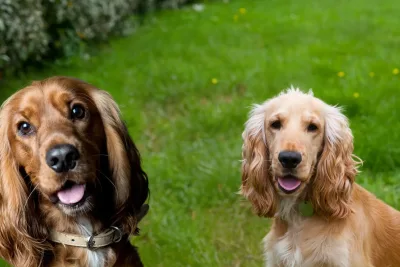 Cocker SPANIEL 2 jpg