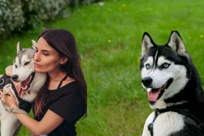 EL CELO EN LAS HEMBRAS HUSKY SIBERIANO jpg