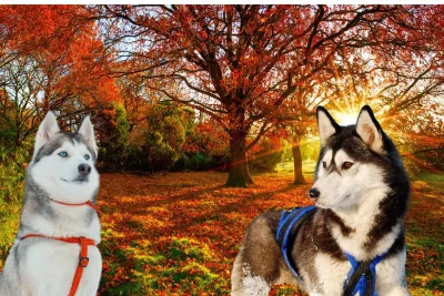 Forma de ser Husky siberiano 1 jpg