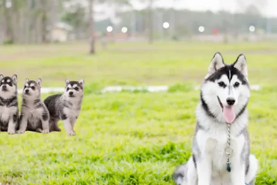 Husky Siberiano que necesito saber 2 jpg