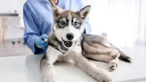 Husky durante el verano