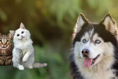 Puede un Huskie ser amable con un gato 1 jpg