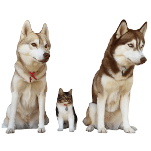 gato rosie amistad 3 perros huskies 12 removebg preview