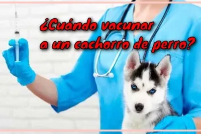 Cuando vacunar a un cachorro de perro