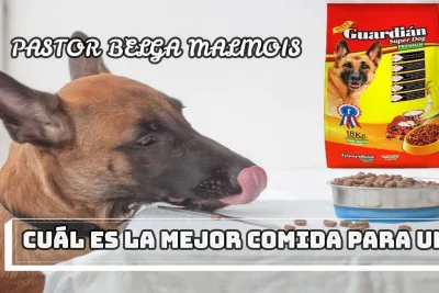 Cual es la mejor comida para un PASTOR BELGA MALINOIS