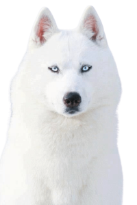 husky siberiano blanco removebg preview