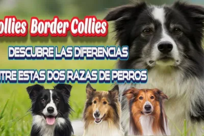 Collies vs Border Collies Descubre las diferencias entre estas razas caninas