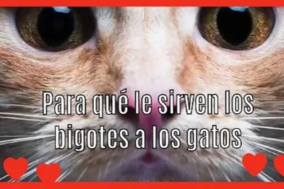 Para que le sirven los bigotes a los gatos.. 1