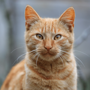 gato rojo