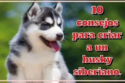 10 consejos para criar a un husky siberiano