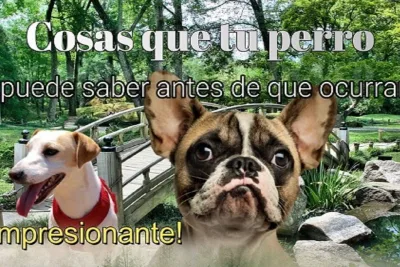 12 Cosas que tu perro puede saber antes de que ocurran ¡Impresionante