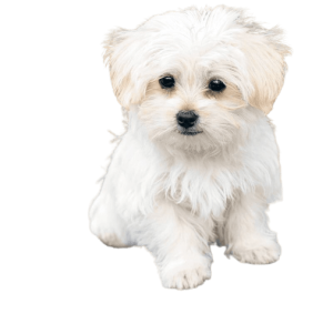 Bichon Maltes 2 800x780 removebg preview