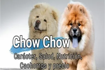 Chow Chow caracter salud nutricion cachorros y precio2