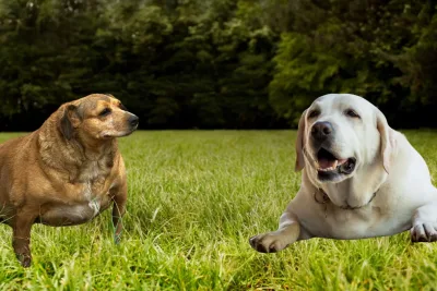 Como ayudar a un perro obeso a perder peso 1 jpg