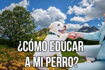 Como educar a mi perro 1