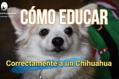 Como educar correctamente a un Chihuahua