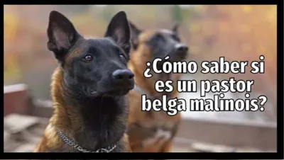 Como saber si es un pastor belga malinois