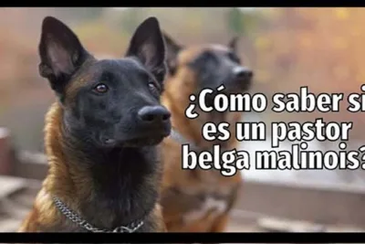 Como saber si es un pastor belga malinois