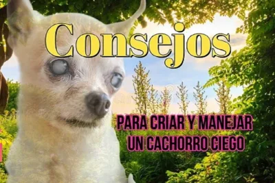 Consejos para criar y manejar un cachorro ciego 1