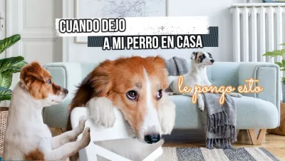 Cuando dejo a mi perro en casa le pongo esto