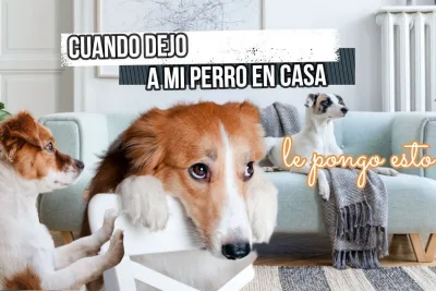 Cuando dejo a mi perro en casa le pongo esto