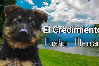 El Crecimiento Pastor Aleman.