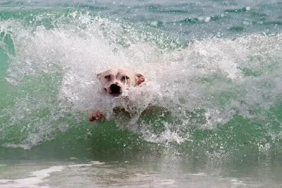 Es peligroso que el perro beba agua del mar