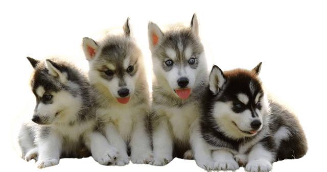 Husky siberiano removebg preview