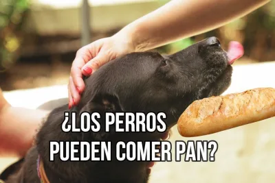 LOS PERROS PUEDEN COMER PAN