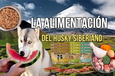 La alimentacion del Husky Siberiano 1