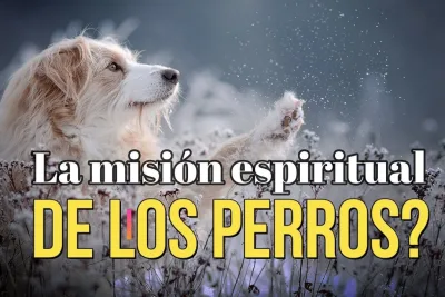 La mision espiritual de los perros en nuestra vida