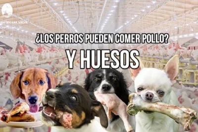 Los Perros Pueden Comer Pollo Y Huesos.