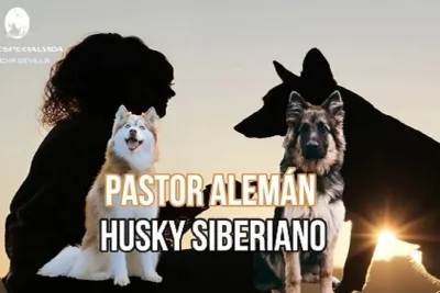 Pastor Aleman o un Husky Siberiano 1