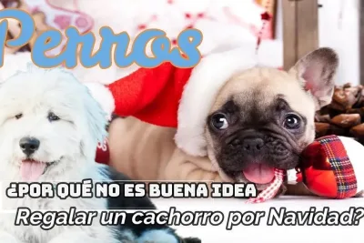 Por que no es buena idea regalar un cachorro por Navidad