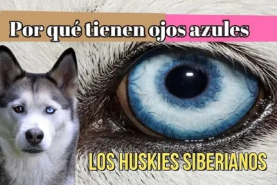 Por que tienen ojos azules los huskies