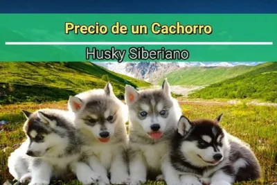 Precio de un Cachorro Husky Siberiano 1