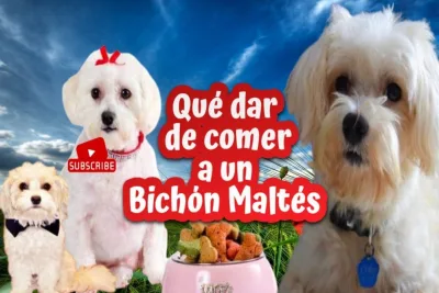 Que dar de comer a un Bichon Maltes