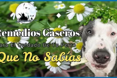 Remedios Caseros Para el Cuidado de Tu Perro Que No Sabias