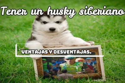 Tener un HUSKY SIBERIANO ventajas y desventajas